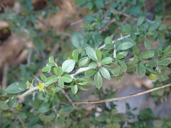 Condalia correllii