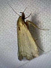Marimatha nigrofimbria