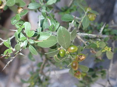 Condalia correllii