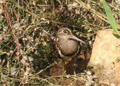 Rostratula benghalensis