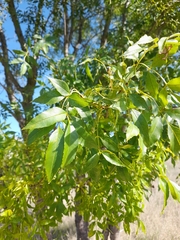 Fraxinus angustifolia