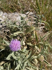 Scabiosa holosericea