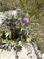 Scabiosa holosericea