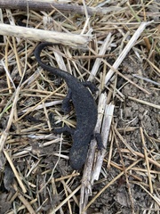 Ichthyosaura alpestris