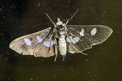 Desmia