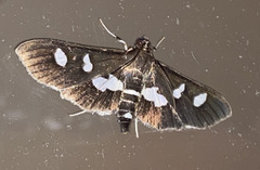 Desmia