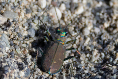 Cicindela oregona