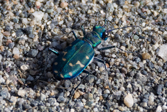 Cicindela oregona