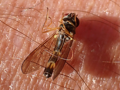 Melanostoma mellinum