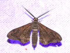 Hypochrosis binexata