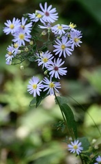 Symphyotrichum shortii