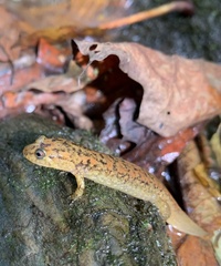 Desmognathus