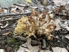 Ramaria rasilispora