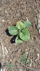 Cucurbita foetidissima