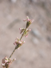 Eriogonum polycladon