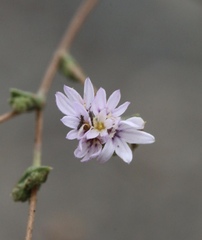 Lessingia nemaclada