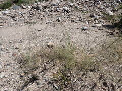 Eriogonum polycladon