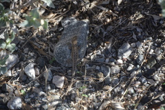 Uta stansburiana elegans