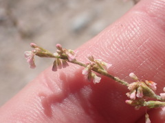 Eriogonum polycladon