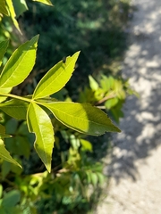 Fraxinus angustifolia