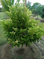 Sapotaceae
