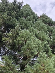 Sequoiadendron