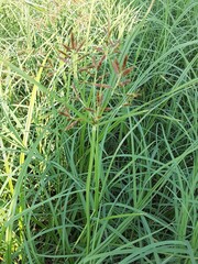 Cyperus rotundus