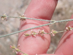 Eriogonum polycladon