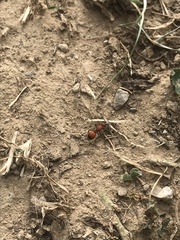 Dasymutilla nigripes