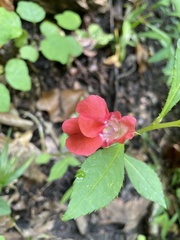 Impatiens balsamina