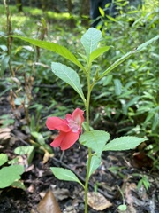 Impatiens balsamina