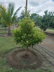 Sapotaceae
