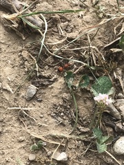 Dasymutilla nigripes