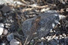 Uta stansburiana elegans
