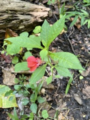 Impatiens balsamina