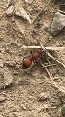 Dasymutilla nigripes