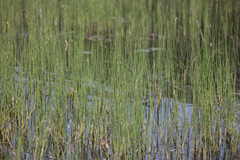 Equisetum fluviatile