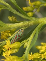 Graphocephala coccinea
