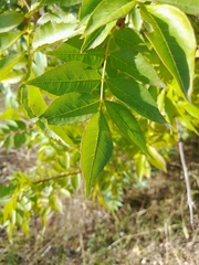 Fraxinus angustifolia