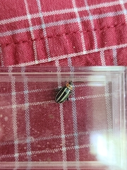 Disonycha glabrata