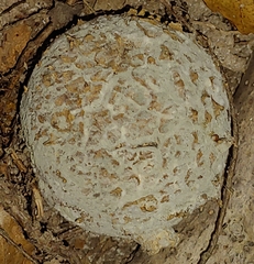 Scleroderma polyrhizum