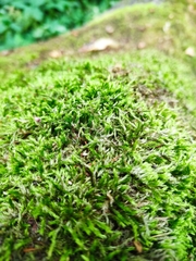 Amblystegium serpens