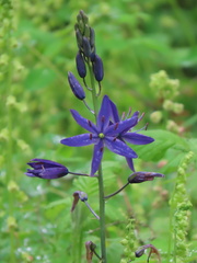 Camassia