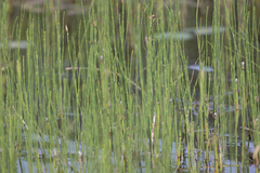 Equisetum fluviatile