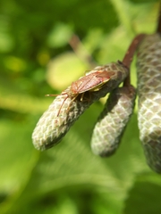 Pantilius tunicatus