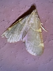 Hypsopygia binodulalis