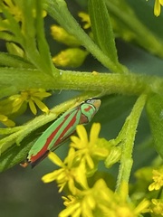Graphocephala coccinea