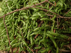 Plagiothecium undulatum