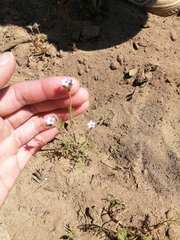 Gilia laciniata