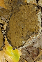 Scleroderma polyrhizum